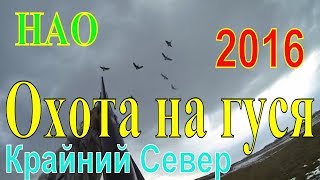 ОХОТА НА ГУСЯ. 2016. Весна. Крайний Север. НАО.