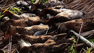 Как мы охотимся на утку.Утрянка на любимом болоте.Взяли норму за 2 часа.Duck hunting season