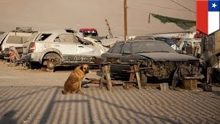 Голодающий малыш питался собачьим молоком