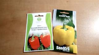 Перец сладкий. Обзор сортов Золотое чудо и Калифорнийское чудо