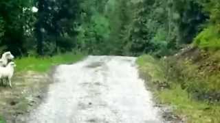 Schaf vs Wolf - Das habe ich nicht erwartet Schaf beschützt ihre Jungen vor einem Wolf