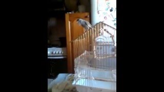 Кенар поет, зовет канарейку