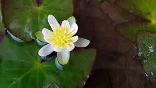 Нимфея Pygmaea Alba (Nymphaea Pygmaea Alba)