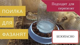 Поилка для суточных перепелят и фазанят. Дешего, быстро и эффективно!