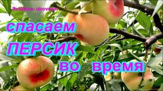 CПАСАЕМ ПЕРСИК  от курчавости и от плодовой гнили ВО ВРЕМЯ - ОПРЫСКИВАЕМ