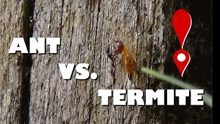 Ants Vs. Termites - Do Ants Keep Termites away?