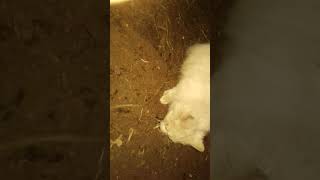 Что нада делать если кот поймал воробья?Мне отобрать его не удалось.