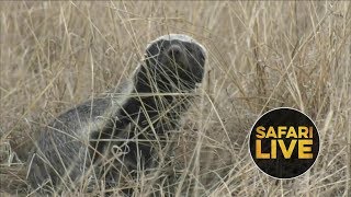 safariLIVE- Sunrise Safari - July 6, 2018