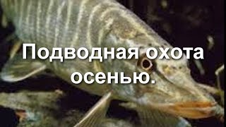 Подводная охота осенью.