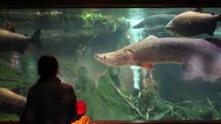 #ZooVets: Arapaima Procedure