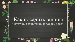 Посадка вишни - как правильно посадить вишню