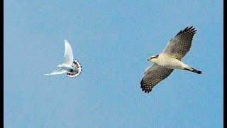 Ястреб-тетеревятник снова Атакует моих голубей | Goshawk Attacks My Pigeons Again