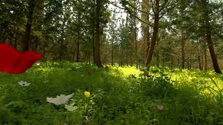Видеофон. Футаж. Травяное поле с цветами и деревьями
