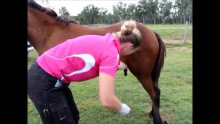 Horse Castration Standing by Dr Louise Cosgrove