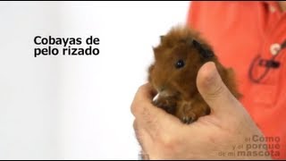 COBAYAS, CUYOS - Las cobayas de pelo rizado