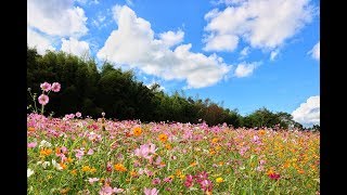 เที่ยวเขาค้อ ไร่ BN ทุ่งดอกคอสมอส (Cosmos flower) ปี 60