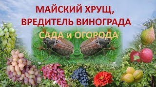Майский хрущ, вредитель винограда
