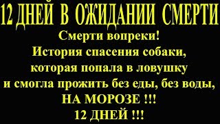 Я ПЛАКАЛ. Спасение собаки прожившей без еды и воды 12 ДНЕЙ