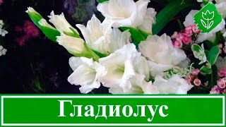 Посадка и уход за гладиолусами, уборка и хранение луковиц гладиолусов