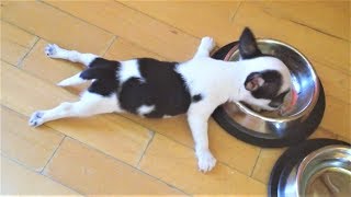 Приколы про собак и Новые Приколы с животными подборка 2018 Очень смешные и милые животные на видео