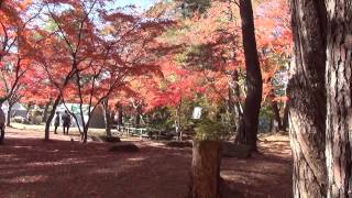 【HD】 長瀞の紅葉 （埼玉県立自然の博物館と月の石もみじ公園） 「Colored leaves of Nagatoro」