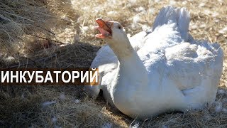 Оборудование инкубатория. Что должно быть в помещении где стоят инкубаторы. КФХ Павла Постевого