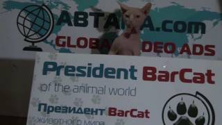ТОП Самый Популярный Самый Влиятельный Prezident BarCat Top Most Popular Most Influential