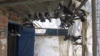 Голуби Есаулова Геннадия