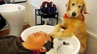 DOG VIDEOS you will NOT REGRET WATCHING - Get ready to CRY WITH LAUGHTER