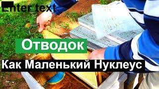 Пасека # 77 Маленький отводок, как нуклеус  Пчеловодство для начинающих