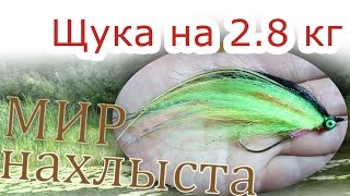 Щука  2.8 кг на кислотный стример из синтетики по типу гнутыша - Мир нахлыста