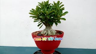 Mẹo tạo rể bàn cho cây sứ con gieo hạt nhanh ra rể -hoa sứ tây ninh *