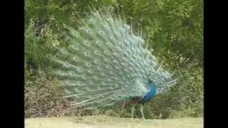 Peacock amazing mating display
