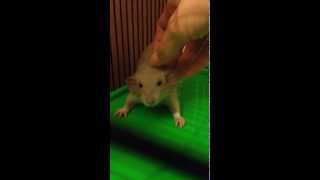 Домашняя крыса Вафля любит массаж. Часть 1 / Rat Massage Part 1