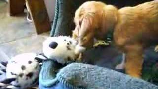 Basset Fauve puppy playing with toy