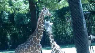 Giraffes at Riverbanks Zoo in Columbia SC