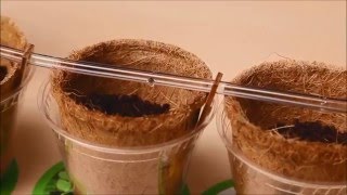 Капельный полив для рассады в домашних условиях своими руками / Tropfbewässerung selber bauen