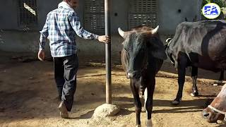 frist time cow & horse meeting