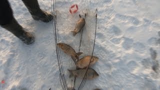 Рыбалка На Хапугу На Косынки На Зимнюю Удочку Ловля Окуня Ельца
