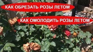КАК ОБРЕЗАТЬ РОЗУ ЛЕТО / ОМОЛОЖЕНИЕ РОЗЫ ЛЕТОМ / ОБРЕЗКА РОЗЫ ЛЕТОМ ДЛЯ ВТОРОГО ЦВЕТЕНИЯ