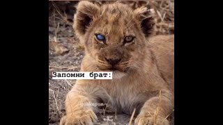Лучшая подборка цитат | грустные, крутые, смешные цитаты | #17