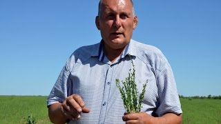 Сравнение растений льна с разной густотой посева. Технология No-Till. КФХ "Потапов".