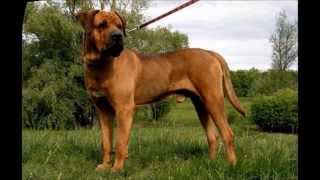 The best guard dogs (Top 30)