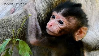 Pity face, Pity newborn baby monkey, Nova weaning baby all the times,Mom not nurse baby, milk needed