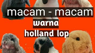 Macam - macam warna kelinci holland lop