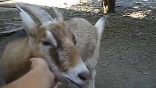 Условия содержания камерунских коз мини козочки на прогулке бодание чесание отдых жизнь камерунок
