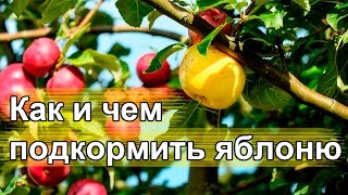 Чем подкормить яблоню. Удобрения для яблонь.