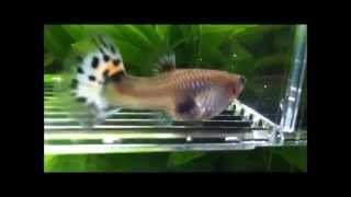 Pregnant guppy giving birth