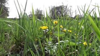 Dotterbloemen