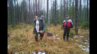 Охота на зайца беляка .РГ Ругай и Сигнал.
